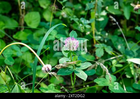 trifolium resupinatum Blume oder Blume des rosa Klees im Garten mit grünem Hintergrund Stockfoto