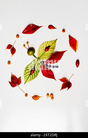Farbenfroher Schmetterling aus lebendigen Blättern, Kreativität, Herbststimmung, bastelarbeit, Stockfoto