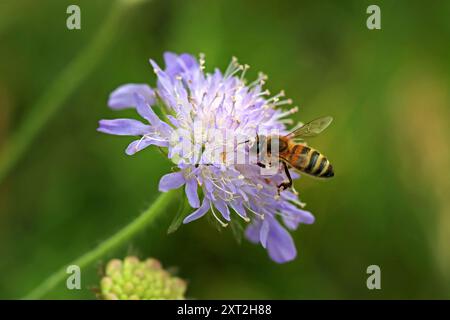 Nahaufnahme eines einzelnen Nektar reichen „Schmetterling Blue“ Scabiosa Blumenkopfes (Pincushion) und einer Honigbiene. Wildblumenwiese, Juli, England. Stockfoto