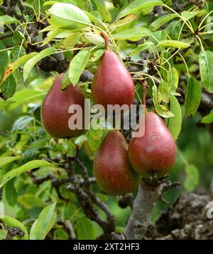 Nahaufnahme der Frucht eines Beurre Hardy Birnenbaums. Stockfoto