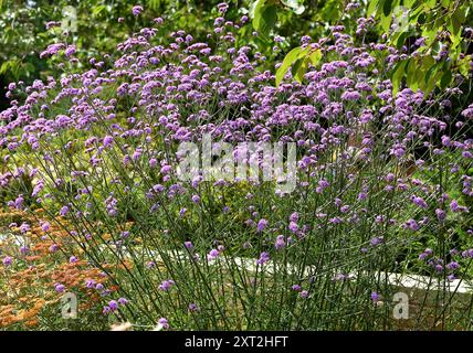 Ein Drift von Verbena Bonariensis. Stockfoto
