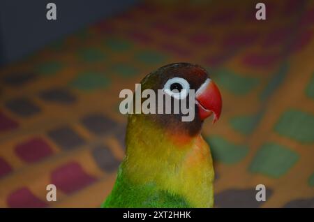 Ein farbenfroher und lustiger Loverbird, der in die Kamera starrt Stockfoto