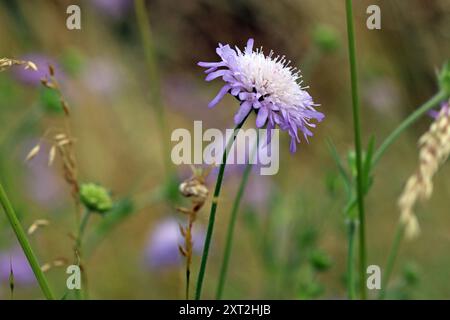 Nahaufnahme eines einzelnen „Butterfly Blue“-Scabiosa-Blumenkopfes (Pincushion), der sich sanft an seinem wirligen Stiel beugt. Wildblumenwiese. Juli, England Stockfoto