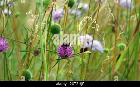 Eine Weißschwanzhummel thront auf dem dicht gepackten, distelartigen Blütenkopf eines gewöhnlichen Knapweed (Centaurea Nigra). Englische Wildblumenwiese Juli Stockfoto