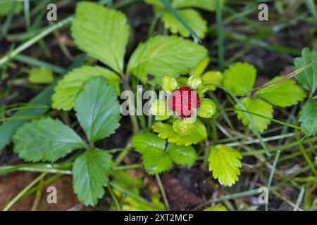 Indische Scheinerdbeere, Scheinerdbeere, Schein-Erdbeere, Scheinerdbeer-Fingerkraut, Potentilla Indica, Duchesnea Indica, mock Erdbeere, Indischen Stra Stockfoto