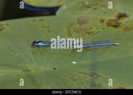 Großes Granatauge, Großes Granatauge, Granatauge, Paarung, Kopulation, Paar, Tandem, Männchen und Weibchen, Erythromma najas, Agrion najas, rote Augen Stockfoto