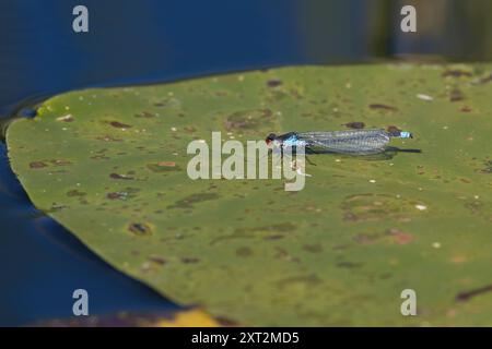 Großes Granatauge, großes Granatauge, Männchen, Erythromma najas, Agrion najas, Rotäugige Damselfliege, große Redeye, männlich, naiade aux yeux rouges Stockfoto