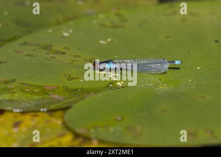 Großes Granatauge, großes Granatauge, Männchen, Erythromma najas, Agrion najas, Rotäugige Damselfliege, große Redeye, männlich, naiade aux yeux rouges Stockfoto