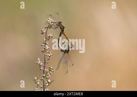 Große Heidelibelle, Große Heidelibelle, Heidelibelle, Paarung, Paarungsrad, Paar, Kopulation, Kopula, Männchen und Weibchen, Sympetrum striolatum, C Stockfoto