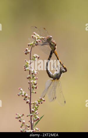 Große Heidelibelle, Große Heidelibelle, Heidelibelle, Paarung, Paarungsrad, Paar, Kopulation, Kopula, Männchen und Weibchen, Sympetrum striolatum, C Stockfoto