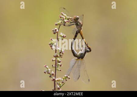 Große Heidelibelle, Große Heidelibelle, Heidelibelle, Paarung, Paarungsrad, Paar, Kopulation, Kopula, Männchen und Weibchen, Sympetrum striolatum, C Stockfoto