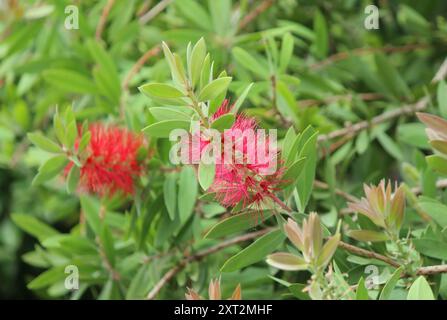 Karmesin-Flaschenbürstenpflanze (Callistemon citrinus) Stockfoto