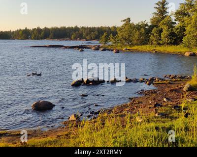 Bucht der Ostsee, kleine steinige Küste, finnischer Strand mit kanadischen Gänsen an einem sonnigen skandinavischen Sommerabend in Finnland, unterwegs, zu Fuß Stockfoto