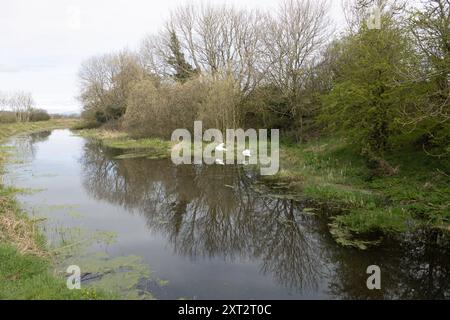 Stillgelegter Abschnitt des Lancaster Canal bei Burton in Kendal Westmorland und Furness, ehemals Cumbria England Stockfoto