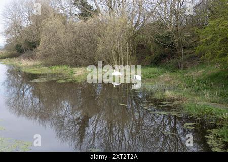 Stillgelegter Abschnitt des Lancaster Canal bei Burton in Kendal Westmorland und Furness, ehemals Cumbria England Stockfoto