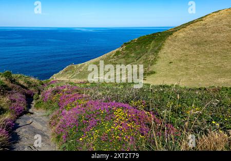 Wildblumen wachsen auf der Hügelseite oberhalb der Pentargon Cove, am South West Coast Path, in der Nähe von Boscastle, Cornwall, Großbritannien Stockfoto