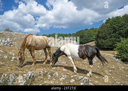 Pferde auf der Weide in Campaegli, Cervara di Roma, Regionalpark Simbruini Mountains, Latium, Italien Stockfoto