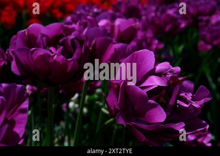 Schöne blühende sanfte frische rosa Tulpen im frühen Frühling im Park Niederlande, Feld der rosa Tulpen atemberaubender Sonnenuntergang über den niederländischen Tulpenfeldern: Eine lebendige Frühlingslandlandschaft Stockfoto