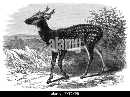 Prinz Alfreds Hirsch, aus Singapur, in den Gärten der Zoologischen Gesellschaft, [London], 1870. "...das Hirsch stellt sich als sehr interessantes Tier heraus, das sich offensichtlich von jeder Art der Gruppe unterscheidet, die bisher lebendig von der Gesellschaft aufgenommen wurde. Auch ist es Mr. Sclater, dem Sekretär der Zoologischen Gesellschaft, nicht gelungen, sie mit irgendeiner zuvor anerkannten Art zu identifizieren. so dass er es bei einer der jüngsten Treffen der Gesellschaft als neu in der Wissenschaft beschrieben und vorgeschlagen hat, es Cervus alfredi zu nennen, nach seiner Königlichen Hoheit dem Prinzen, der die erste bekannte spe nach Hause geschickt hatte Stockfoto