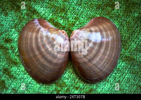 Ein detailliertes Foto von einem Muschelhintergrund, das die natürlichen Texturen und Muster zeigt, die an die ruhige Schönheit der Küste erinnern. Stockfoto