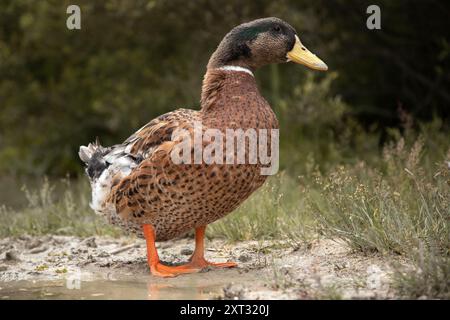 Süße Ente in den Dolomiten, Italien Stockfoto