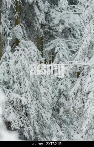 Bäume im Schnee. Wunderschöner Winter. Winter. Stockfoto