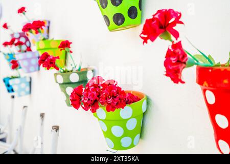 Niedliche Blumen in bunten Töpfen hängen an der weißen Wand in Costa Teguise, Lanzarote, Kanarischen Inseln, Spanien Stockfoto