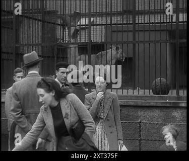 Briten im Zoo, 1940. Zweiter Weltkrieg. Ein Großbritannien im Krieg, aber noch nicht im Kampf. Warten auf den Kampf und während der Wartezeit, Festhalten an Frieden und all seinen Freuden." Aus Time to Remember - Run Rabbit Run, 1940 ( Reel 2); Dokumentarfilm über Ereignisse der frühen Monate 1940. Stockfoto