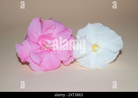 Oleander-Blüten Stockfoto