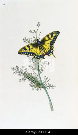 Schwalbenschwanz Schmetterling, Edward Donovan, 1793 High Resolution Stockfoto