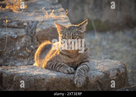 tabby Katze liegt auf dem Boden Stockfoto