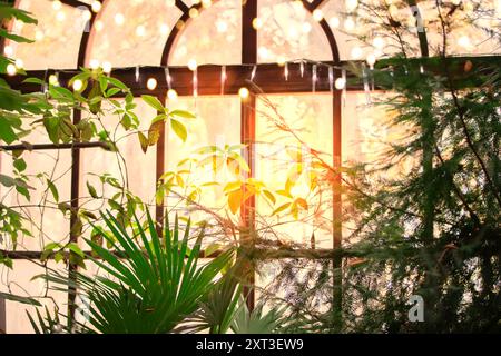 Hintergrund von tropischen Blättern und Pflanzen hinter Glas mit Bokeh-Lichtern. Stockfoto