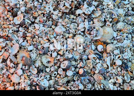 Eine lebendige und strukturierte Nahaufnahme verschiedener Muscheln am Strand mit einer Vielzahl von Farben und organischen Formen. Stockfoto