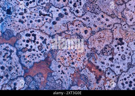 Nahaufnahme der Flechtenmuster auf einem Küstenfelsen mit einer Mischung aus Rosttönen und blau-grauen Farben mit kontrastierenden Texturen. Stockfoto