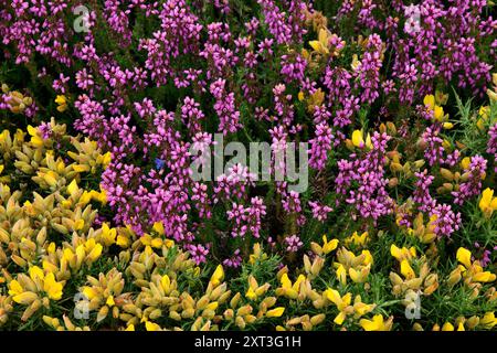 Eine üppige Darstellung von leuchtend violetten Heidekraut und hellgelben Ginsterblüten bedeckt dicht eine natürliche Landschaft und zeigt die Schönheit des wilden Frühlingsblutes Stockfoto
