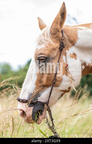 Eine Nahaufnahme eines Malpferdes, das auf einem Feld weidet und seine detaillierten Gesichtszüge und sein einzigartiges Fellmuster zeigt. Stockfoto