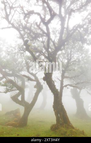 Eindrucksvolle Szene aus Madeira, Portugal, mit veralteten, verwinkelten Bäumen, die von einem dicken, ätherischen Nebel umgeben sind und eine surreale und mystische Atmosphäre schaffen Stockfoto