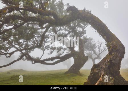 Alte, moosbedeckte Bäume stehen in Madeira, Portugal, in Nebel gehüllt und zeigen ihre majestätischen, verdrehten Zweige und eine unheimliche und doch ruhige Umgebung Stockfoto