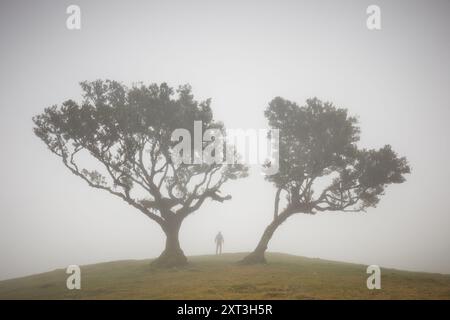 Eine nebelige Szene fängt zwei ikonische Bäume und eine Einzelfigur auf Madeira ein. Dieses ätherische Bild fasst die ruhige und doch geheimnisvolle Atmosphäre zusammen Stockfoto