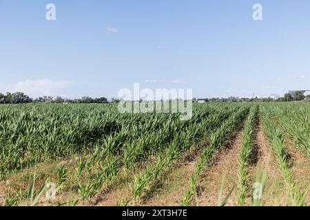 Üppiges Maisfeld unter einem klaren blauen Himmel mit tropfenden Bewässerungslinien entlang der Kornreihen in Castilla La Mancha. Stockfoto