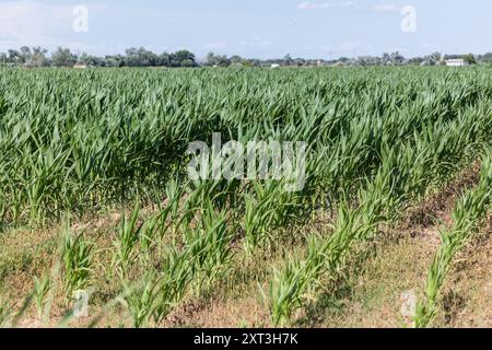 Weitläufiges grünes Maisfeld vor klarem blauem Himmel mit moderner Landwirtschaft in Castilla La Mancha mit Tropfbewässerungssystem. Stockfoto