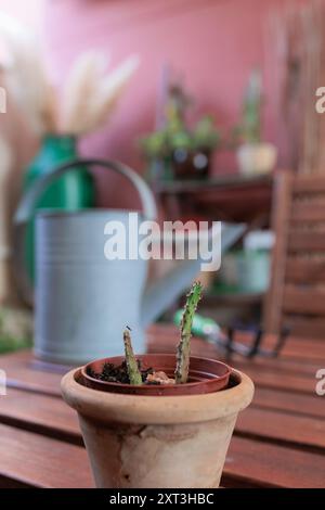 Dieses Bild zeigt eine ruhige Gartenumgebung mit einem Topfkaktus und einer Gießkanne aus Metall, die an Themen wie Gartenpflege und Pflanzenzüchter erinnern Stockfoto