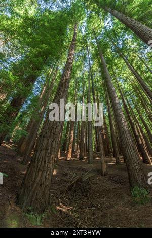 Von unten ragen die Mammutbäume (Sequoia sempervirens) in einem dichten, grünen Wald zum Himmel. Sonnenlicht filtert durch die Haube, hervorheben Stockfoto