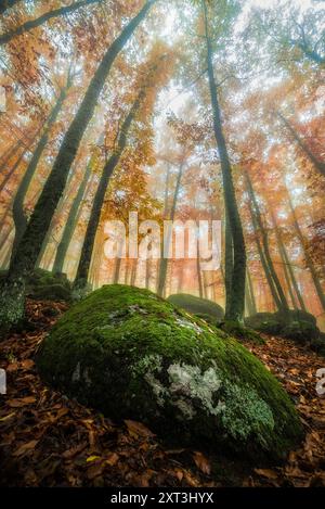 Von unten eine ätherische Szene eines Buchenwaldes im Herbst mit Nebel, der sich durch goldene Blätter und moosige Felsbrocken schlängelt und einen ruhigen, mystischen Ambi vermittelt Stockfoto