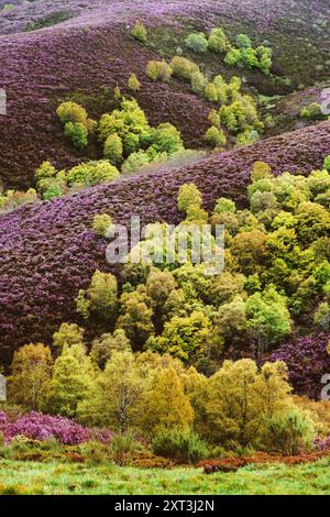 Dieses Bild fängt die atemberaubenden Farben des Frühlings in den Bergen von Palencia mit leuchtendem lila Heidekraut und einem Mosaik aus grünem Wald ein Stockfoto