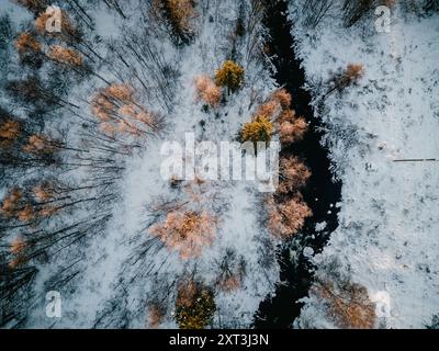 Atemberaubendes Luftbild, das einen sich schlängelnden Fluss durch eine verschneite Waldlandschaft mit goldenen Baumkronen in Lappland einfängt. Stockfoto