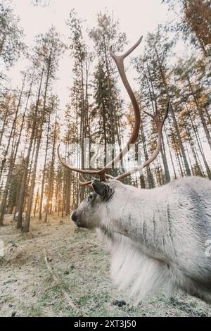 Dieses Bild, das in den ruhigen Wäldern Lapplands aufgenommen wurde, zeigt ein majestätisches Rentier mit markanten Geweihen, gebadet in das sanfte Leuchten der Morgensonne Stockfoto