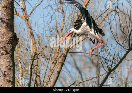 Ein majestätischer Weißstorch mit schwarzen Flügelspitzen wird bei der Landung auf einem Baumzweig unter einem klaren blauen Himmel gefangen Stockfoto