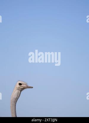 Eine Nahaufnahme eines Straußenkopfes und -Halses vor einem minimalistischen, klaren blauen Himmel, gefangen in den weiten offenen Räumen Namibias, Afrikas. Stockfoto