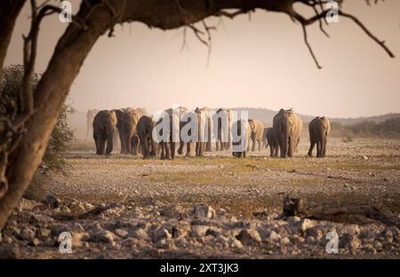 Eine heitere Szene einer Herde afrikanischer Elefanten oder Loxodonta africana, die durch die trockene Landschaft Namibias, Afrikas, umrahmt von einem Baumvordergrund Stockfoto